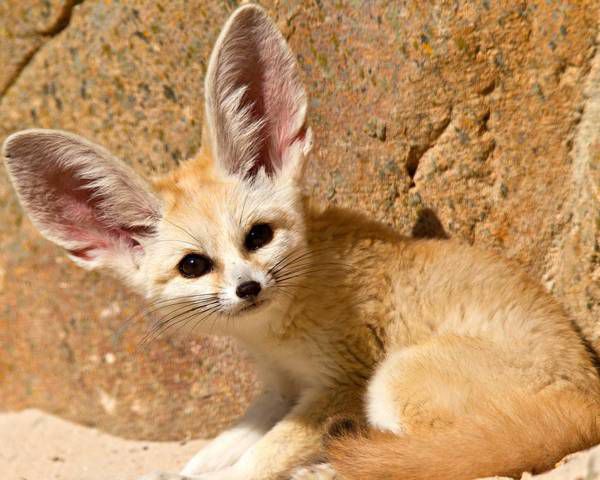 Найменша лисичка у світі- фенек: цікаві факти. Вуха завдовжки до 15 см - візитна картка фенека. Хоча фенеки – нічні тварини, вони обожнюють лежати на сонці.