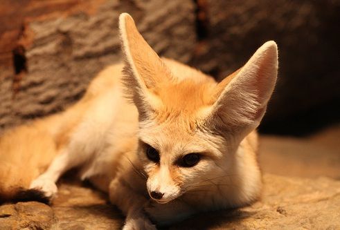 Найменша лисичка у світі- фенек: цікаві факти. Вуха завдовжки до 15 см - візитна картка фенека. Хоча фенеки – нічні тварини, вони обожнюють лежати на сонці.