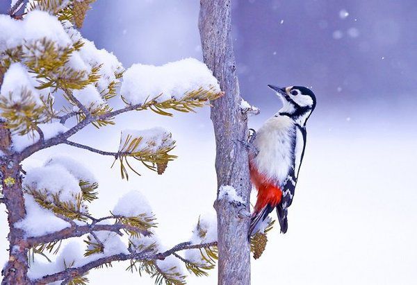 Як дятли проводять непрості зимові місяці. Мабуть, багатьом з дитячих років знайома примітна й галаслива лісова пташка в червоній шапочці на голові. Звичайно, мова йде про дятла.
