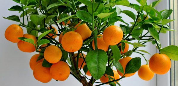 Цитрусовий сад на підвіконні: як виростити апельсин з кісточки