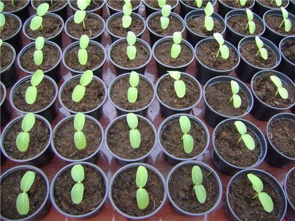 Як виростити вдома розсаду огірків: догляд, пересадка та полив. Для вирощування розсади насіння слід садити в стаканчики або торф'яні таблеточки.