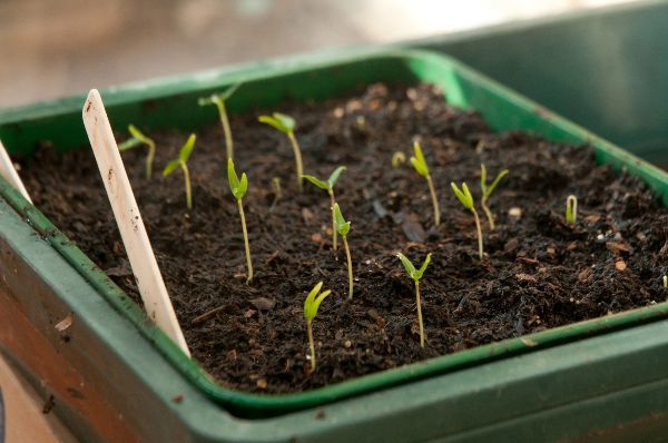 Як виростити вдома розсаду огірків: догляд, пересадка та полив. Для вирощування розсади насіння слід садити в стаканчики або торф'яні таблеточки.