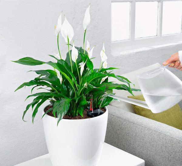 Кімнатні рослини, які люблять підвищену вологість і найкраще підійдуть для ванної кімнати. Які рослини можна вирощувати у ванній кімнаті з вікнами або без вікон? Які кімнатні рослини добре переносять вологість і брак сонячного світла.