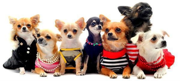 Чому маленькі декоративні собачки мають перевагу над великими?. Це ніжні, лагідні і неймовірно відданні друзі!