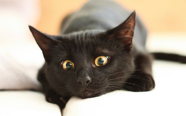 Чорні кішки: цікаві факти про життя вусатих. Ми бажаємо, щоб Ваші улюбленці приносили в будинок тільки щастя і удачу, незалежно від того, якого вони кольору чорного або в смужку.