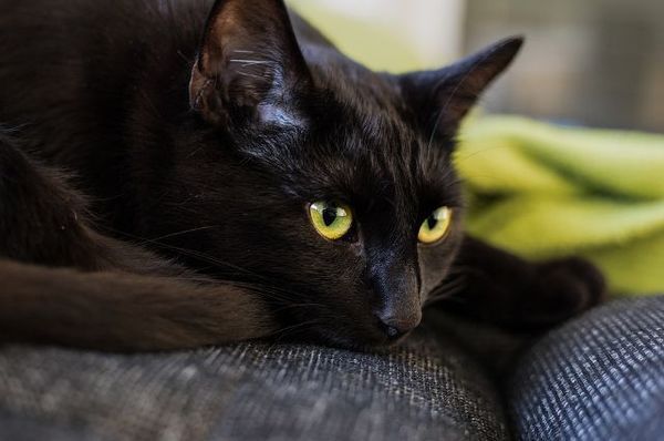 Чорні кішки: цікаві факти про життя вусатих. Ми бажаємо, щоб Ваші улюбленці приносили в будинок тільки щастя і удачу, незалежно від того, якого вони кольору чорного або в смужку.