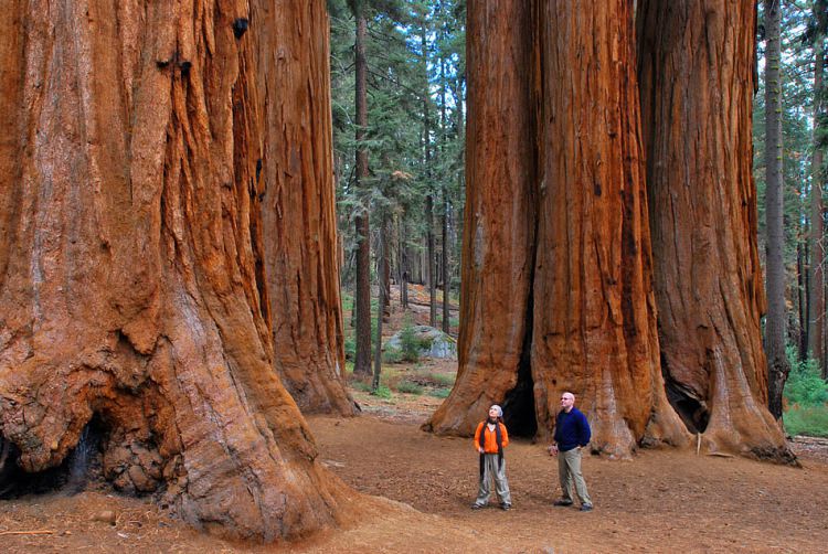У США висаджують клоновані дерева-велетні. Унікальний геном рослин створили, використавши ДНК декількох пнів давніх дерев, що знаходяться в Північній Каліфорнії. Їхній вік складав близько 3 тис. років.