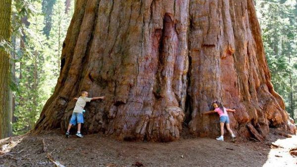 У США висаджують клоновані дерева-велетні. Унікальний геном рослин створили, використавши ДНК декількох пнів давніх дерев, що знаходяться в Північній Каліфорнії. Їхній вік складав близько 3 тис. років.