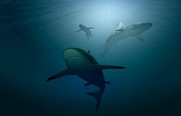 Дельфіни прогнали акулу і врятували людей. Інцидент, що стався в Тасманському морі, виявився знятий на відео.