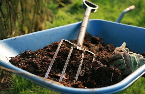 Як поліпшити ґрунт без компосту. Якщо у вас є дача, ніколи не викидайте яєчну шкаралупу, кавову гущу і бананові шкірки.