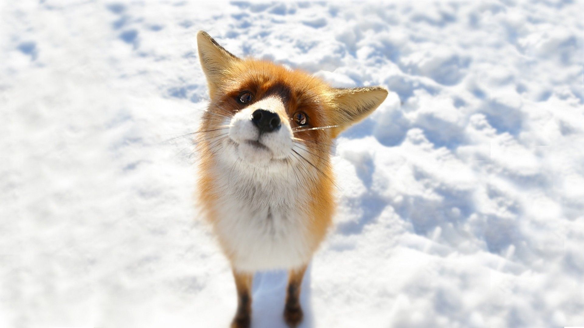 Як живе лисичка в зимовий час в лісі?. Лисиця - хороший мисливець. Крім спостережливості та кмітливості, у неї чудова зорова пам'ять, гарний нюх і гострий слух.