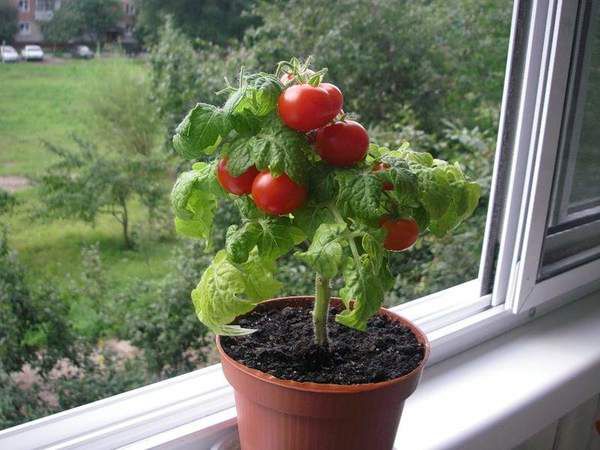 Як виростити помідори на підвіконні в будь-яку пору року?. Помідор вдома - красива, затишна і позитивна рослина, а якщо до цього додати смачні плоди, то стає зрозуміло, чому все більше людей вирощують її на підвіконнях.