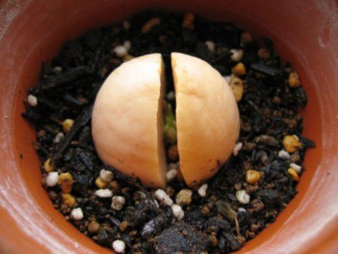 Авокадо: вирощування, посадка і догляд в домашніх умовах. Як виростити авокадо з кісточки в домашніх умовах, щоб воно виросло, зацвіло і дало плоди.
