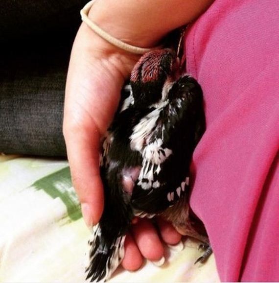 Коли дівчина знайшла цього пташеня, вона ще не знала, кому саме рятує життя. Історія порятунку пташеняти.