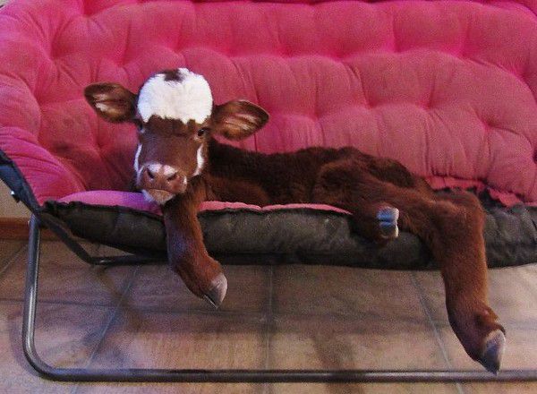 Врятована мініатюрна корова, яка вважає себе собакою. Ця корова точно знає, що дружба не знає відмінностей.