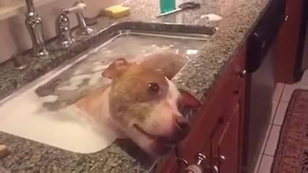 Пес приймає ванну в раковині - тільки подивіться скільки щастя в його очах. Тільки подивіться як тепер йому добре.