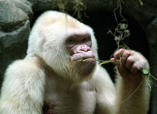Єдина у світі мавпа-альбінос повернулася у дику природу. Самка Альба повернулася в дику природу після півтора років реабілітації.