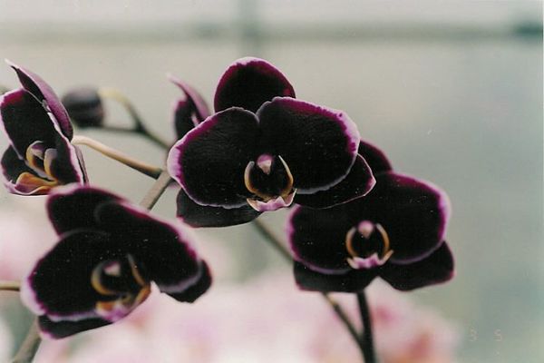 Чорна орхідея: реальність чи міф? Що насправді являє собою ця дивовижна і загадкова квітка?. Існує безліч прекрасних квітів, але є такі, які привертають особливу увагу. До таких видів відноситься чорна орхідея.