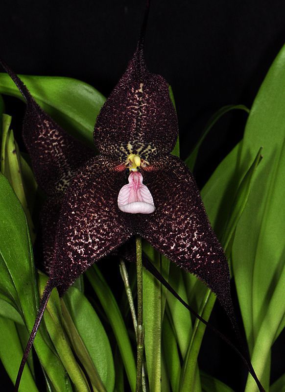Чорна орхідея: реальність чи міф? Що насправді являє собою ця дивовижна і загадкова квітка?. Існує безліч прекрасних квітів, але є такі, які привертають особливу увагу. До таких видів відноситься чорна орхідея.