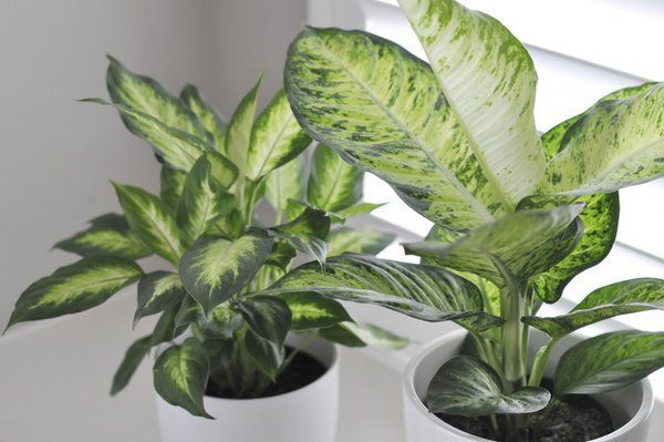 Дифенбахія: чому не можна тримати вдома і в чому шкода рослини?. Дифенбахія - розповсюджена кімнатна рослина. Відомо, що дифенбахія очищає повітря, а також має отруйний сік.