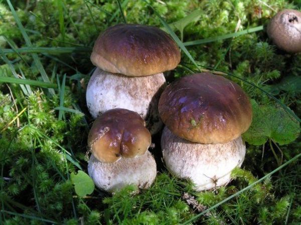 Дивовижні факти про гриби - цікаві живі організми. Гриби – це дійсно цікаві живі організми, які все ще активно досліджуються вченими. Володіють унікальними біологічними показниками і характеристиками, їх тканини схожі одночасно на рослинні і тваринні.