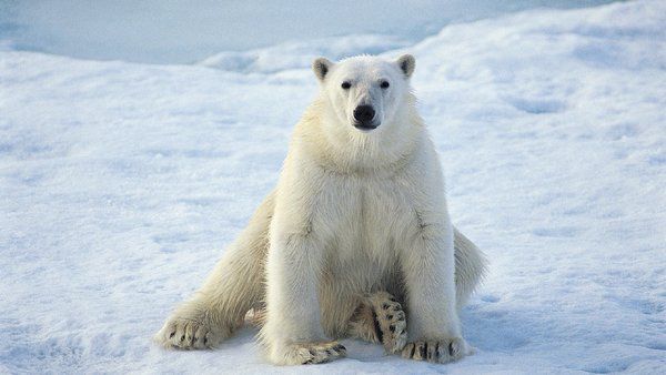 Вчені вияснили, чому взимку білі ведмеді не мерзнуть. Вчені з'ясували, завдяки чому виживає полярний хижак.