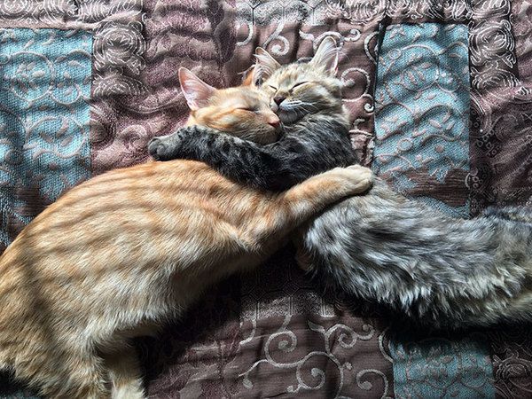 Користувачів по всьому світу зворушила до глибини душі історія кохання двох кошенят. Фотографія двох взятих з притулку кошенят — Луї і Луни, на якій вони ніби цілуються підірвала інтернет.