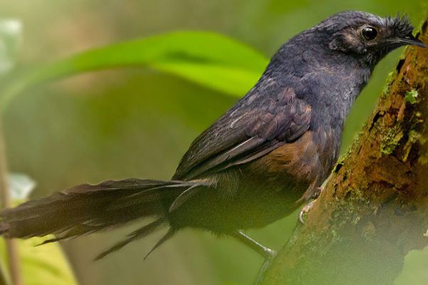 Вчені виявили в Бразилії найбільш рідкісного птаха у світі. Крім незвичайного виду птаха, він також вирізняється своїм співом.