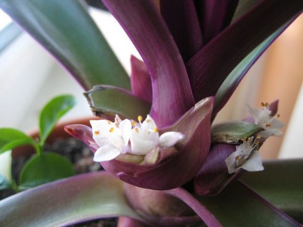 Квітка Рео - догляд в домашніх умовах. Це приваблива екзотична рослина з дуже гарними листками. У догляді квітка досить проста.