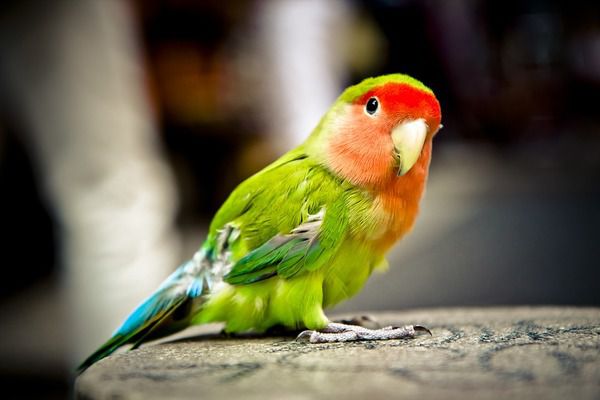 Деякі поради, як навчити папугу розмовляти. Папуги володіють дивовижною здатністю відтворювати мову людини.