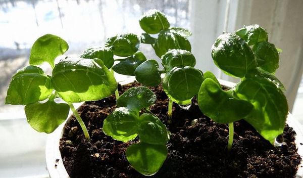 Базилік на підвіконні: секрети вирощування корисної рослини. Ми розповімо, як правильно вирощувати базилік. Посадка і догляд в домашніх умовах.