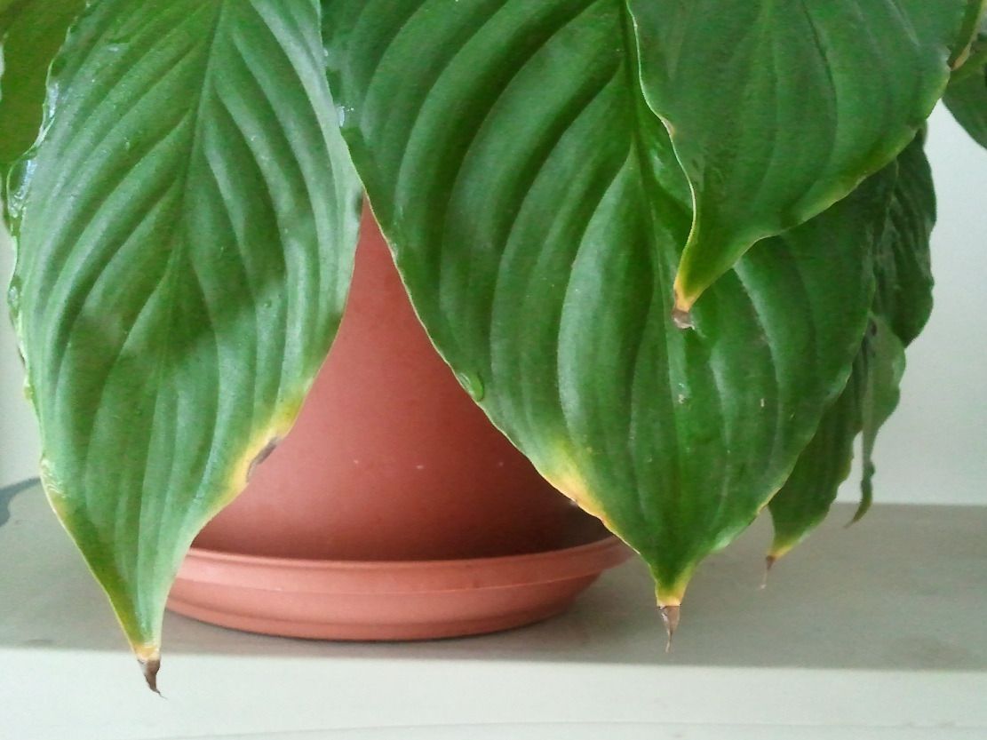 Чому у кімнатних рослин сохнуть кінчики листя і як з цим боротися?. Це може бути пов'язано з неправильним доглядом за квітами.