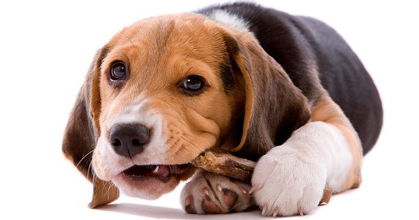Звідки у собак така пристрасть гризти кістки?. Розгризання кісток, а за їх відсутності – інших предметів – це чисто інстинктивна дія.