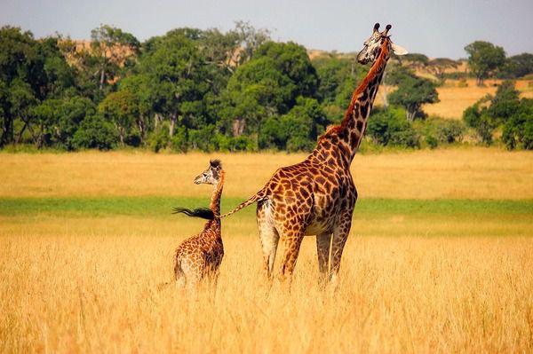 Цікаві факти з життя жирафів. Жираф це неймовірно велика тварина, з плямистим, як у леопарда тілом, що живе в австралійській савані, яка здатна тривалий час обходитися без води.