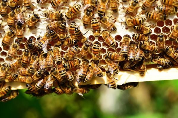 Дослідження вчених: бджоли можуть вирішувати завдання з невеликою кількістю нервових клітин у мозку. Дослідження показали, що бджоли можуть рахувати до чотирьох і навіть п'яти, вони здатні вибирати менше або більше число з групи і розуміють, що нуль завжди менше інших чисел.