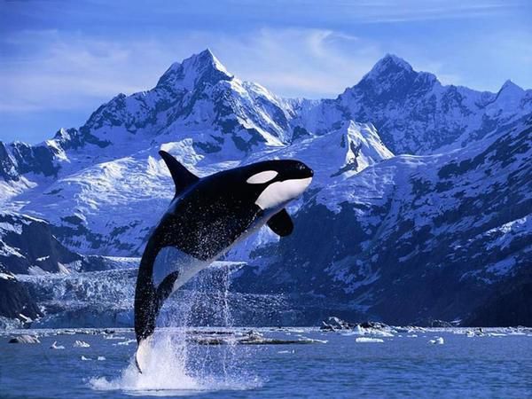 Екоактивісти виявили дитинча північного гладкого кита. Китеня помітили з матір'ю біля узбережжя Флориди.