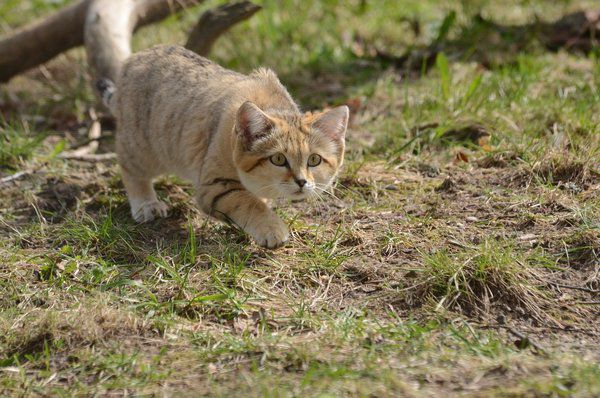 Барханна кішка - кішка, яка завжди залишається схожою на кошеня. Кішка гуляє сама по собі, і це давно відомо. Але всіх перевершила в прагненні до самоти барханна кішка - як справжній самітник, вона селиться в пустелях.
