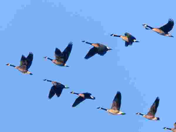 Вчені пояснили, чому деякі птахи літають клином. Великі перелітні птахи користуються побудовою у вигляді клину, так як вона виявляється найбільш ефективною для них.