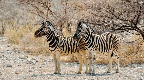 Тваринний світ Африки: цікаві факти про зебр. Незвичайне забарвлення допомагає тваринам уникати нападу хижаків.