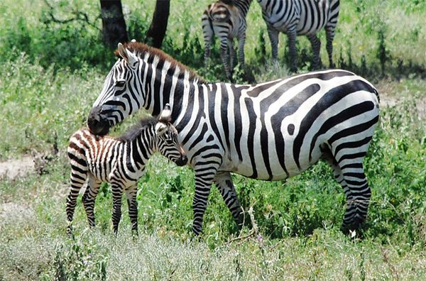 Тваринний світ Африки: цікаві факти про зебр. Незвичайне забарвлення допомагає тваринам уникати нападу хижаків.