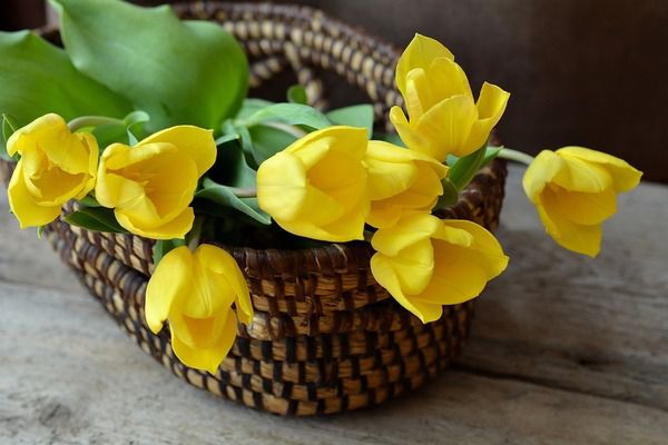 Чому не можна дарувати жовті квіти?. Про що попереджають жовті квіти, і чи є вони символом розлуки?