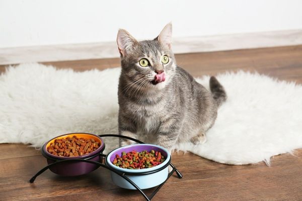 Як відучити кішку від сухого корму і привчити до домашньої їжі. Відучення кішки від сухого корму - непросте, але здійсненне завдання. Вибирайте відповідний спосіб і дотримуйтесь рекомендацій, тож все вийде!