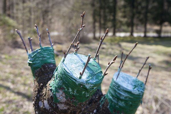 Щеплення дерев взимку: основні правила. Щоб хоч трохи розвантажити метушливий весняний період, для щеплень можна використовувати зимовий сезон.