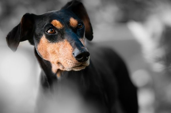 Попередження: 11 ознак раку у собак, про які повинен знати кожен власник. Варто уважно придивитися до Вашої домашньої тварини, щоб вчасно виявити небезпечну хворобу.