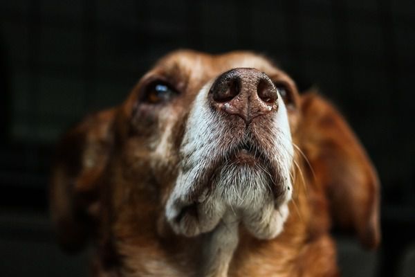Попередження: 11 ознак раку у собак, про які повинен знати кожен власник. Варто уважно придивитися до Вашої домашньої тварини, щоб вчасно виявити небезпечну хворобу.