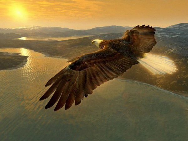 Гострий розум і грація: цікаві факти з життя орлів. Степовий орел може парити в повітрі навіть під час урагану.