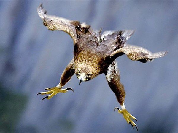 Гострий розум і грація: цікаві факти з життя орлів. Степовий орел може парити в повітрі навіть під час урагану.