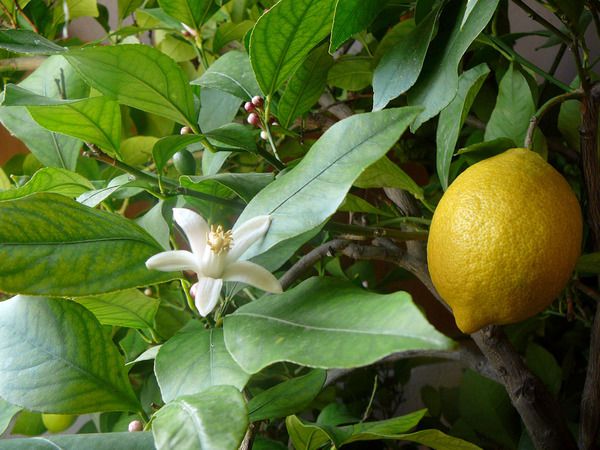Як посадити і виростити лимон з кісточки. У цій статті ви дізнаєтеся як виростити лимон з кісточки, про те як доглядати за ним і що потрібно робити, щоб рослина стала приносити плоди.