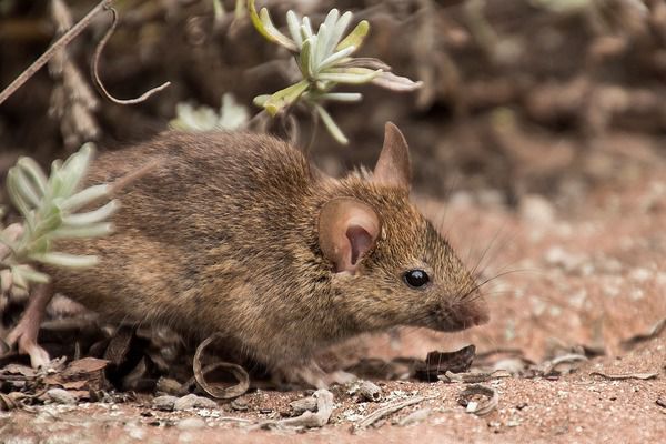 Польові миші – маленькі і небезпечні шкідники. Спосіб життя і середовище проживання польової мишки.