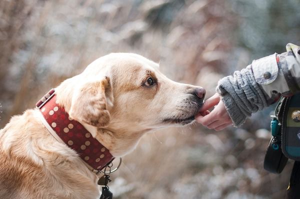 Пропонуємо до вашої уваги 7 незвичайних фактів про те, що ваша собака може дізнатися, нюхаючи вас. Носи собак більш ніж у 10 тисяч разів чутливіші, ніж наші.